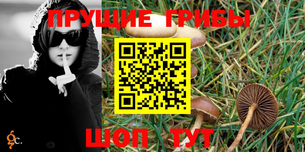 Сертолово  Псилоцибиновые грибы Psilocybe  Вход с VPN 